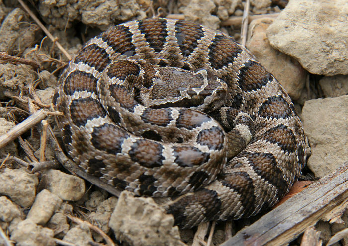 Northern Pacific Rattlesnake